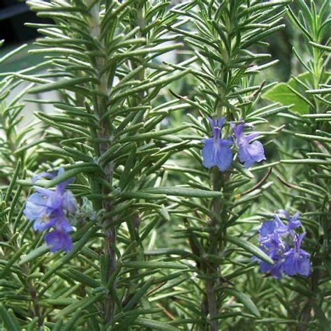 Rosemary Tuscan Blue - Salvia rosmarinus 15cm