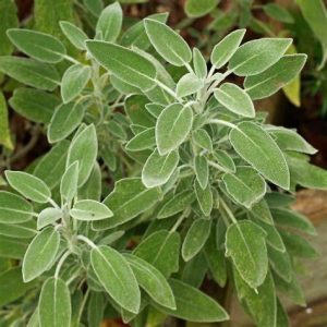 Sage - Salvia officinalis 15cm