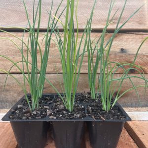 Spring Onions 6pk