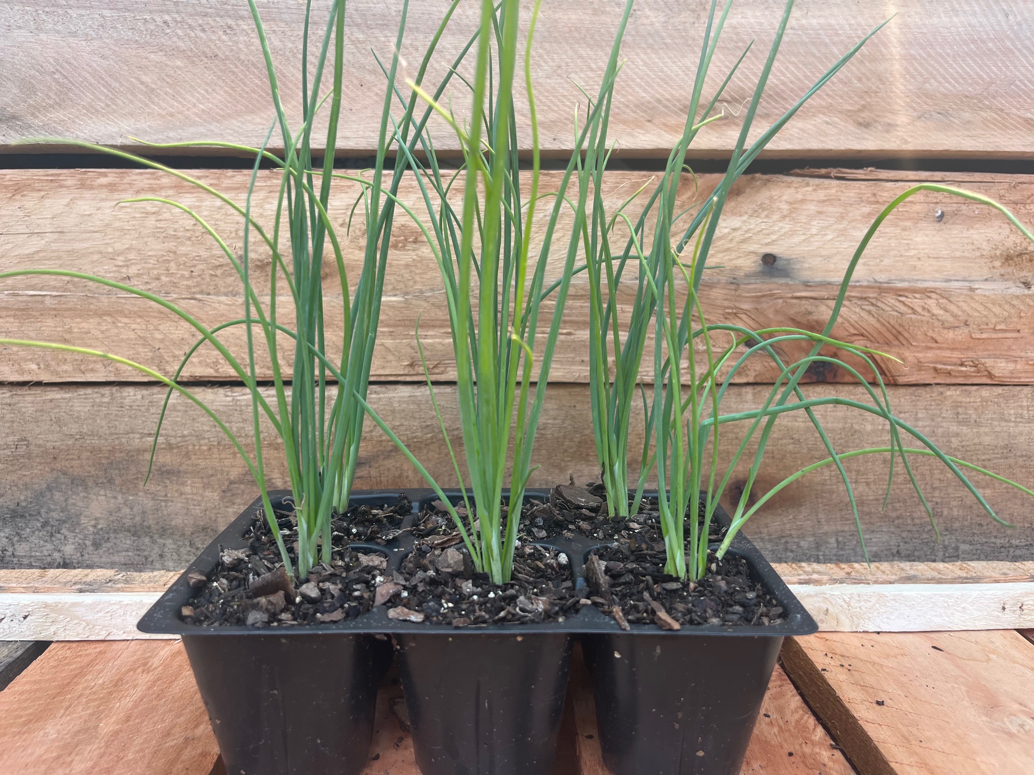 Spring Onions 6pk