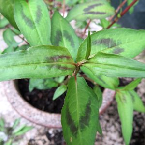 Vietnamese Coriander - Persicaria odorata 15cm