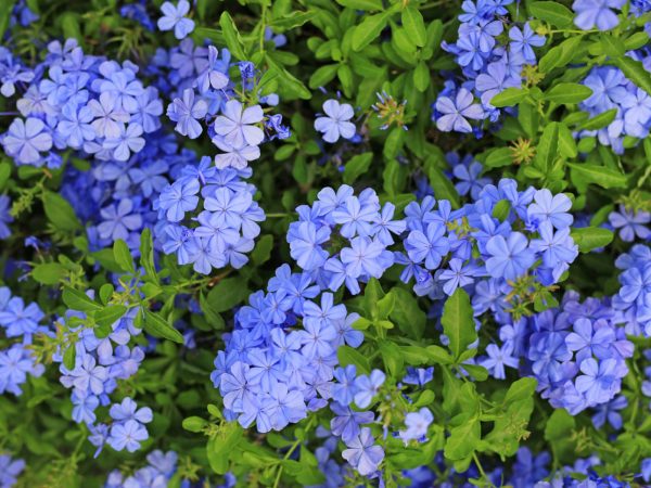 Plumbego Blue (Plumbego Auriculata) 19cm Pot