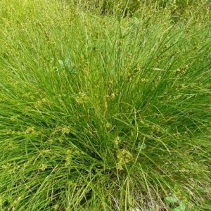 Carex Phoenix Green - Carex oshimensis 15cm
