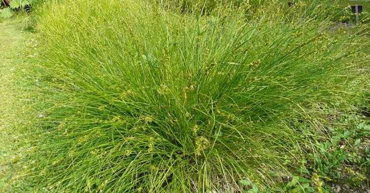 Carex Phoenix Green - Carex oshimensis 15cm