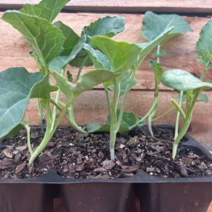 Cauliflower 6pk