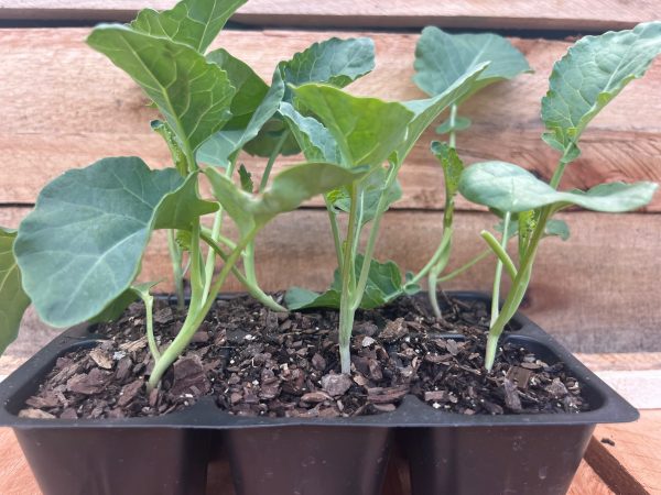 Cauliflower 6pk