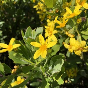 Chrysanthemoides Monilifera - Osteospermum moniliferum 17cm