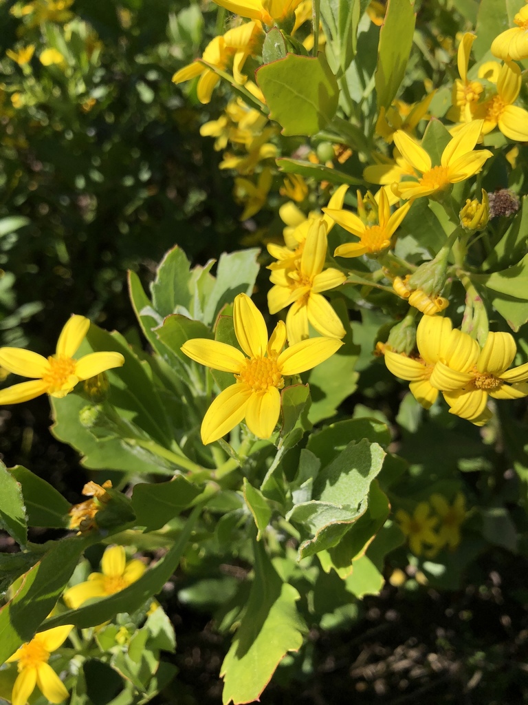 Chrysanthemoides Monilifera - Osteospermum moniliferum 17cm
