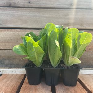 Cos lettuce 6pk
