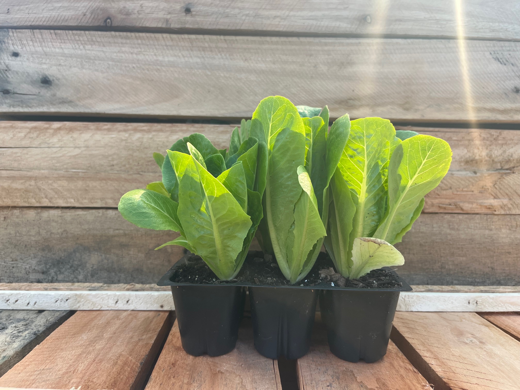 Cos lettuce 6pk