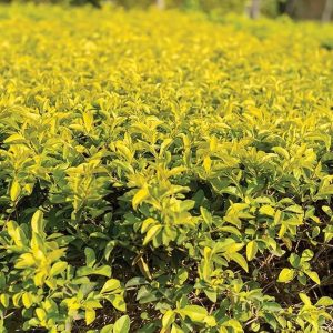 Duranta Gold - Duranta erecta 19cm
