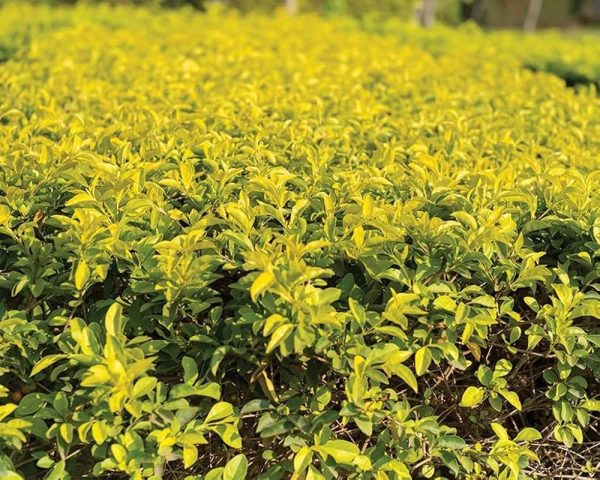 Duranta Erecta Gold 19cm