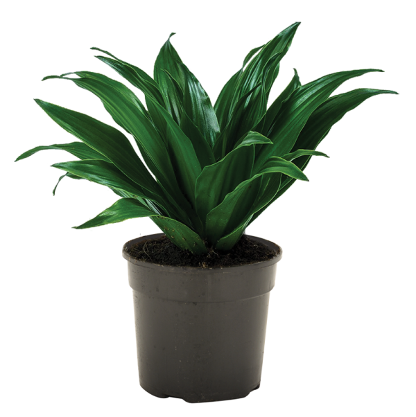 Dracaena Compacta 25cm Pot