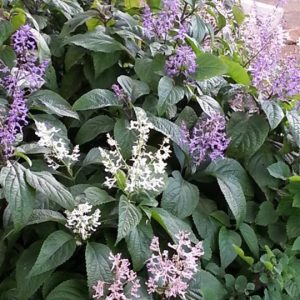 Large Spurflower Pink - Plectranthus ecklonii 15cm