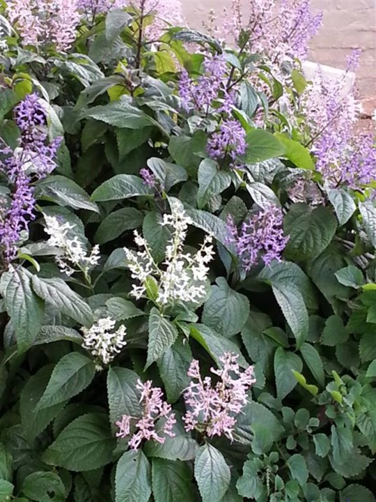 Large Spurflower Pink - Plectranthus ecklonii 15cm