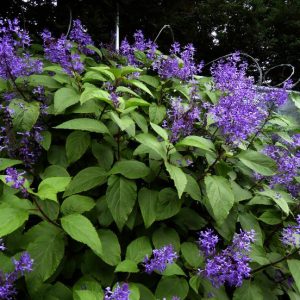 Large Spurflower Purple - Plectranthus ecklonii 15cm