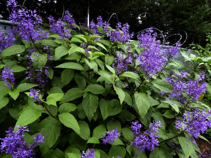 Large Spurflower Purple - Plectranthus ecklonii 15cm