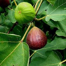 Brown Fig - Ficus carica 20L