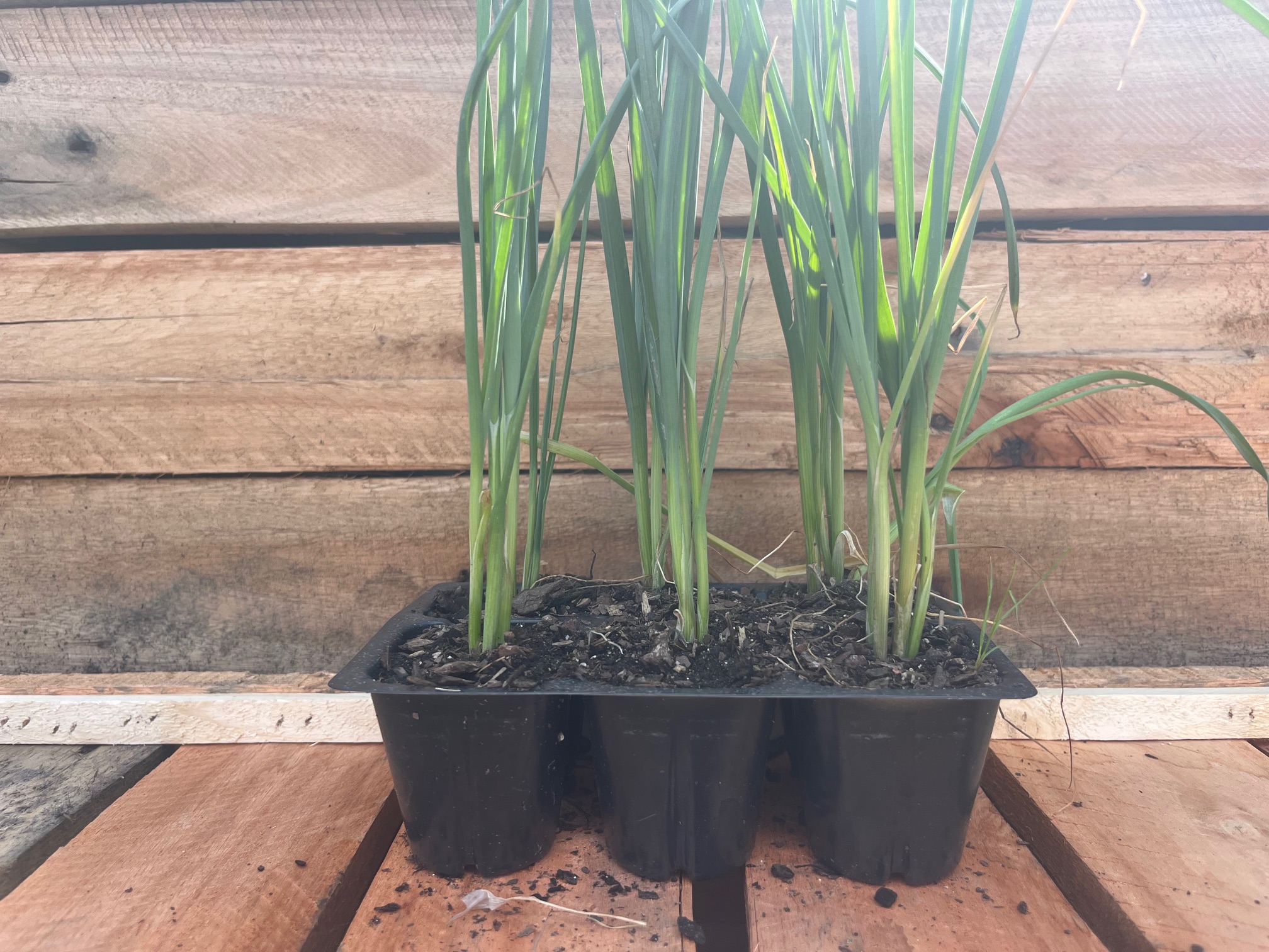 Leeks 6pk