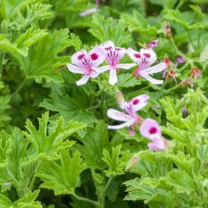 Lemon Scented Geranium - Pelargonium citronellum 15cm