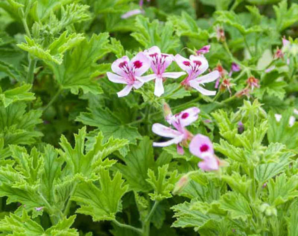 Lemon Scented Geranium - Pelargonium citronellum 15cm