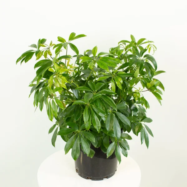 Schefflera (Umbrella Plant) 10litre