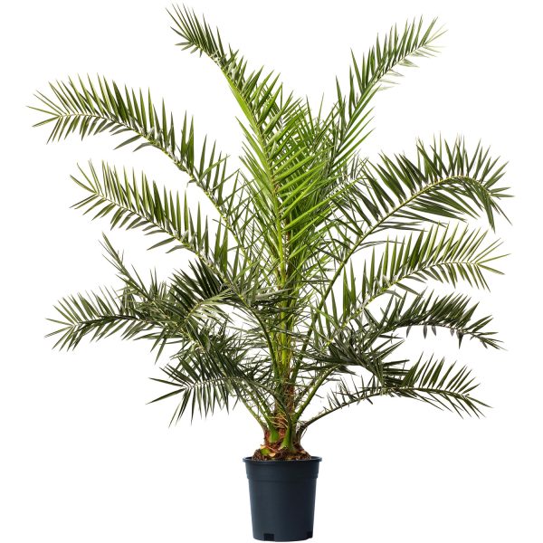 Phoenix Canarienisis 10litre