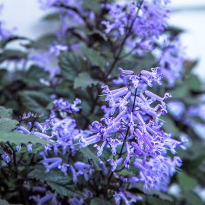 Mona Lavender - Plectranthus 15cm