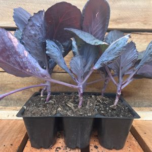 Red Cabbage 6pk