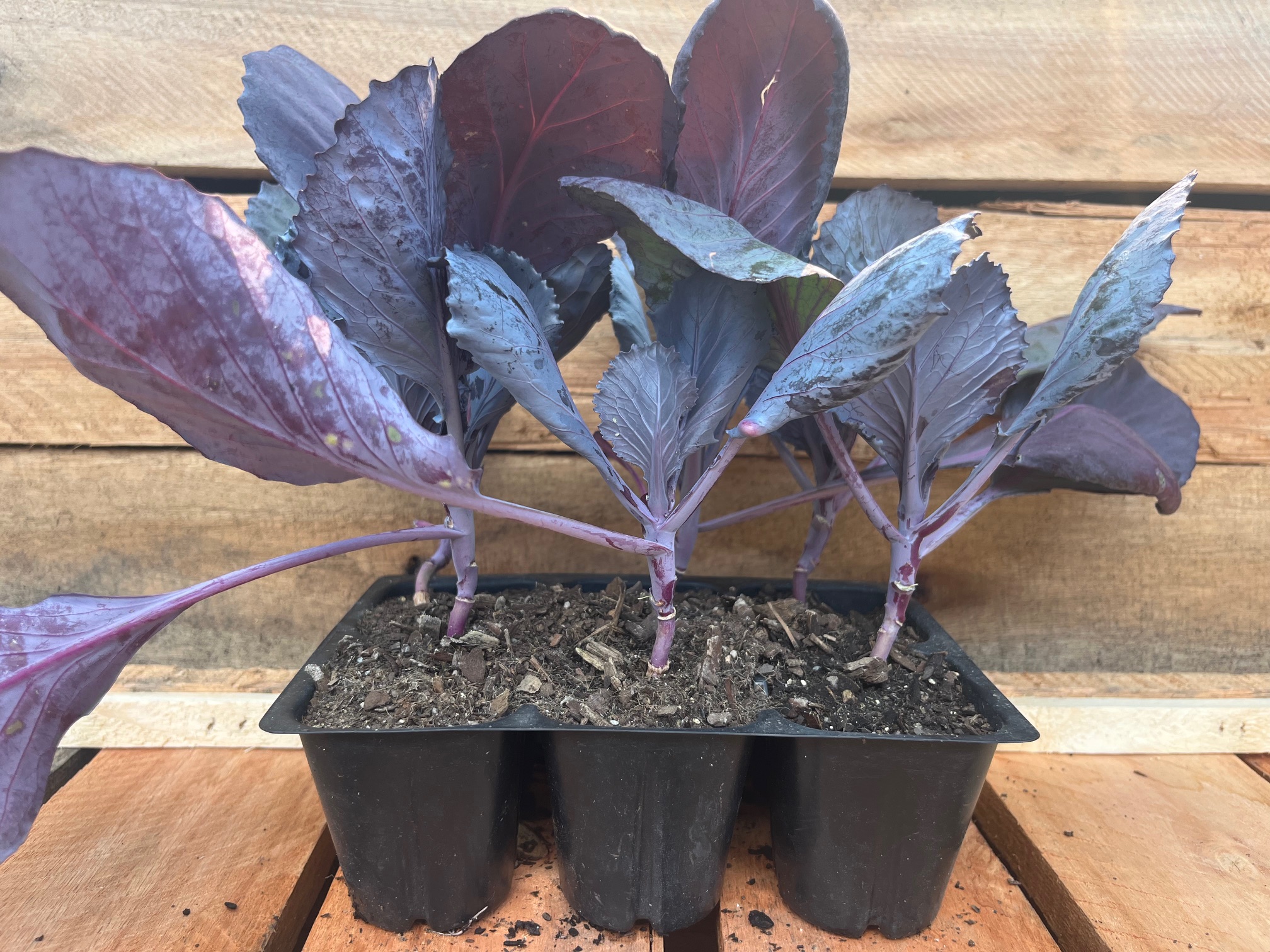Red Cabbage 6pk