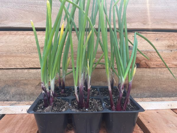 Red Spring Onion 6pk