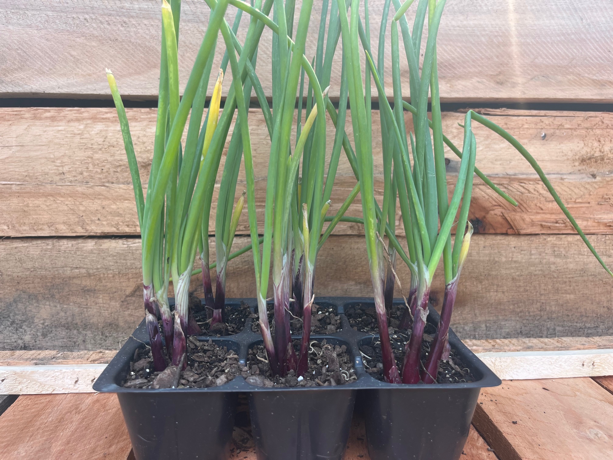 Red Spring Onion 6pk