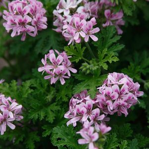 Rose Scented Geranium - Pelargonium graveolens 17cm