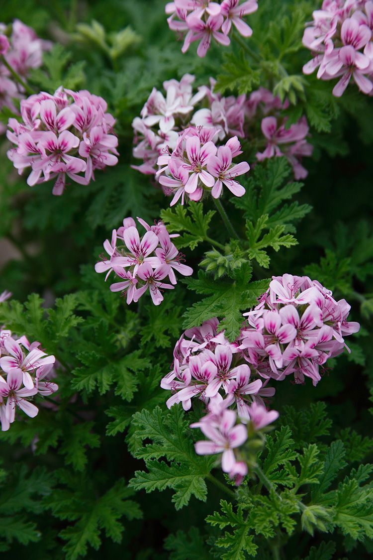Rose Scented Geranium - Pelargonium graveolens 17cm