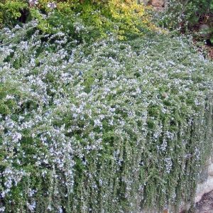 Trailing Rosemary - Salvia rosmarinus prostratus