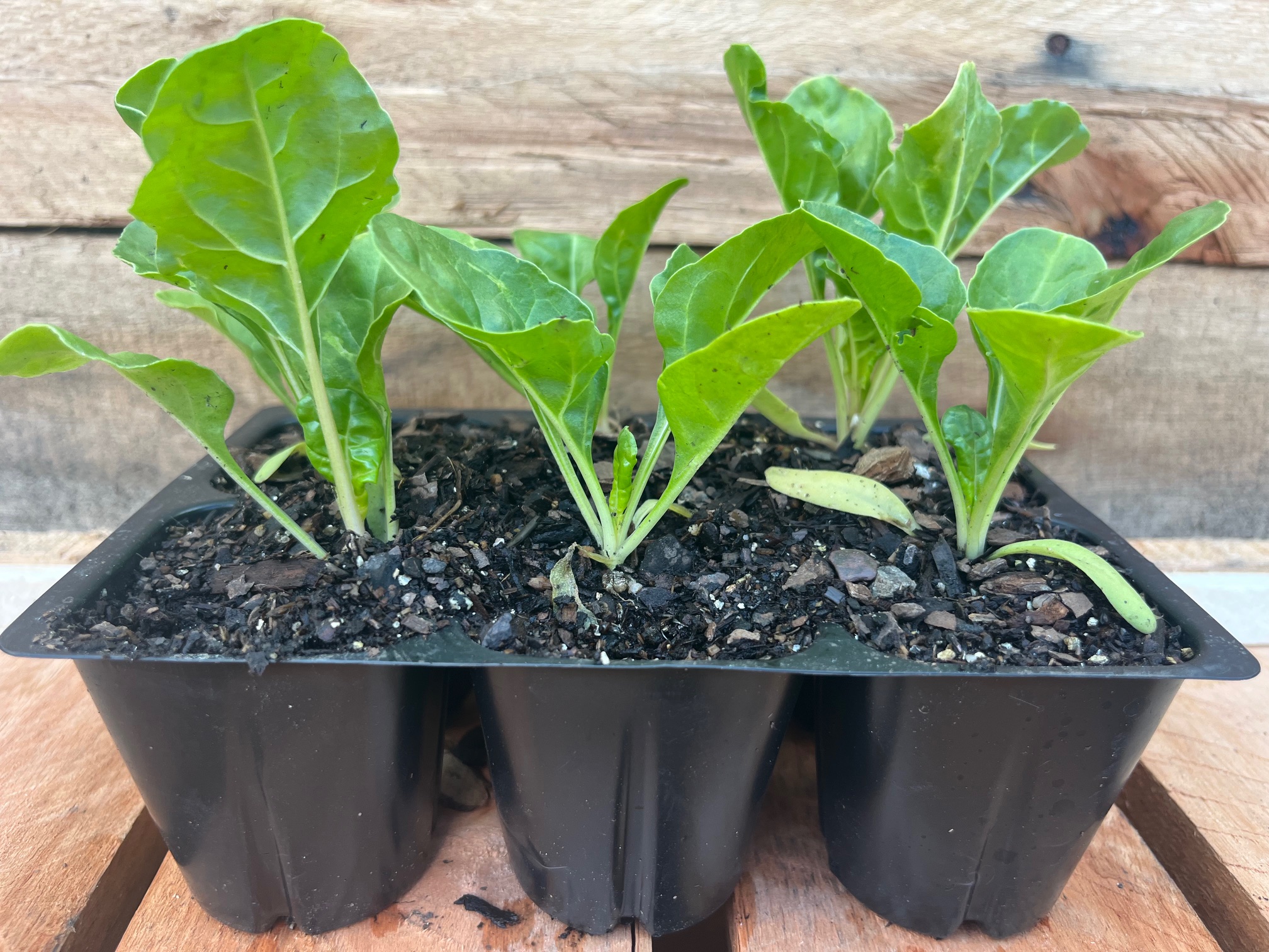 Spinach Chard 6pk