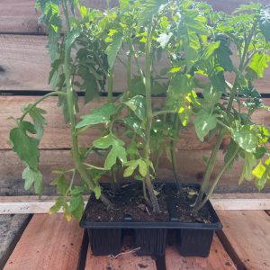 Tomato Roma 6pk