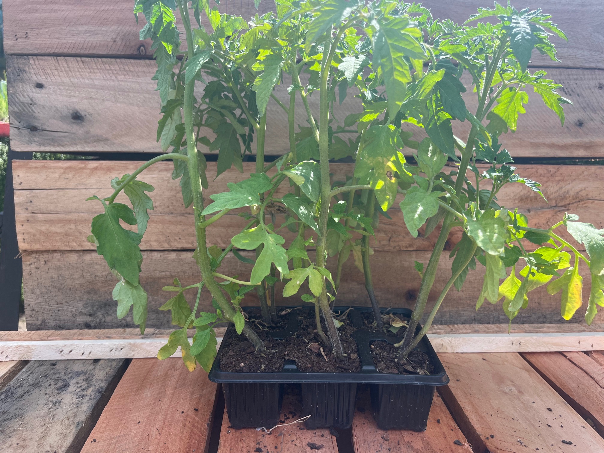 Tomato Roma 6pk
