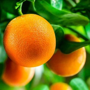 Citrus - Citrus washington naval 20L