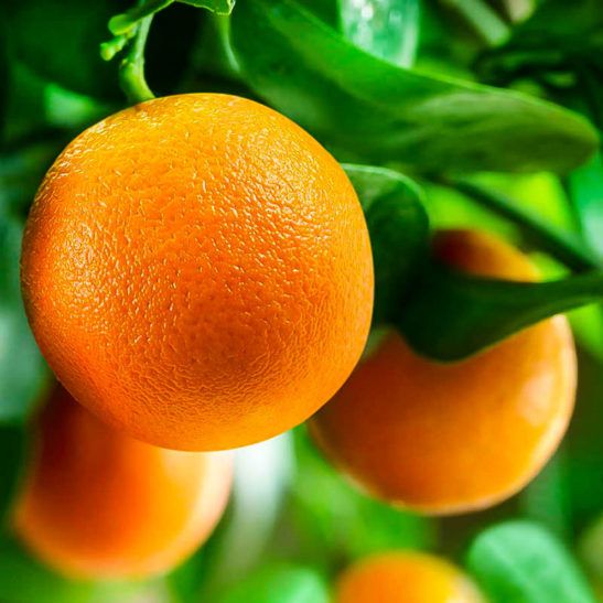 Citrus - Citrus washington naval 20L