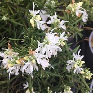 Rosemary White - Salvia rosmarinus albus