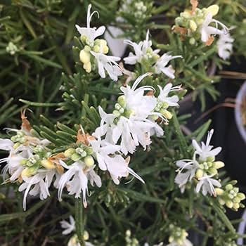 Rosemary White - Salvia rosmarinus albus