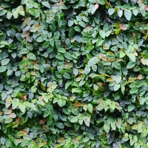 Creeping Fig - Ficus pumila 17cm