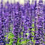 best online nursery plants
