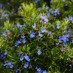 best online nursery plants
