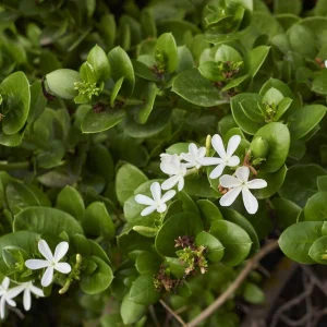 Natal Plum - Carissa macrocarpa 15cm