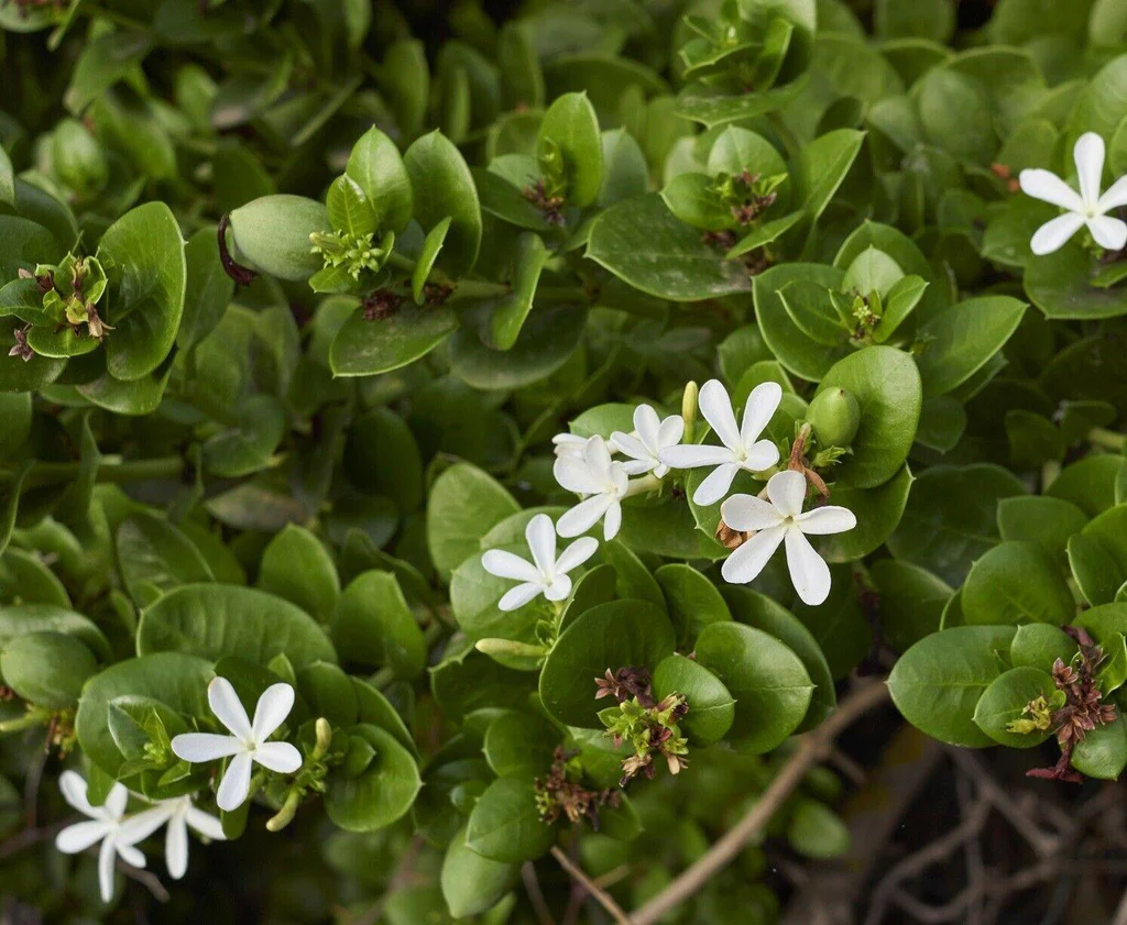 Natal Plum - Carissa macrocarpa 15cm