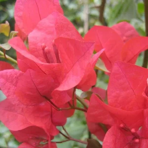 Bougainvillea Red Glory - Bougainvillea 20L