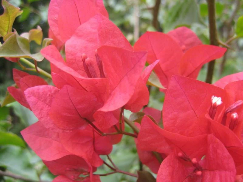 Bougainvillea Red Glory - Bougainvillea 20L