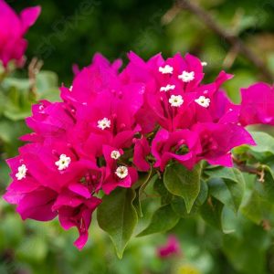 Bougainvillea Tropical Rainbow - Bougainvillea 20L